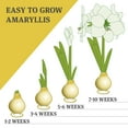 thumbnail image 2 of High Flying Flag Picasso Waxed Amaryllis Flower Bulb with Stand, Grow Real Blooming Indoor Spring Flowers, No Water Needed, 2 of 7