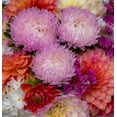 thumbnail image 2 of Gulin, Sylvia 12x12 Black Ornate Wood Framed with Double Matting Museum Art Print Titled - USA-Washington State-Pacific Northwest Sammamish Dahlia flowers in bloom, 2 of 4