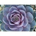 thumbnail image 2 of Perle von Nurnberg Desert Rose - Echeveria  -2.5" Pot, 2 of 2