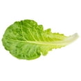 thumbnail image 5 of 3000 Seeds LITTLE GEM LETTUCE Small Romaine Butterhead Lactuca Vegetable Seeds, 5 of 11