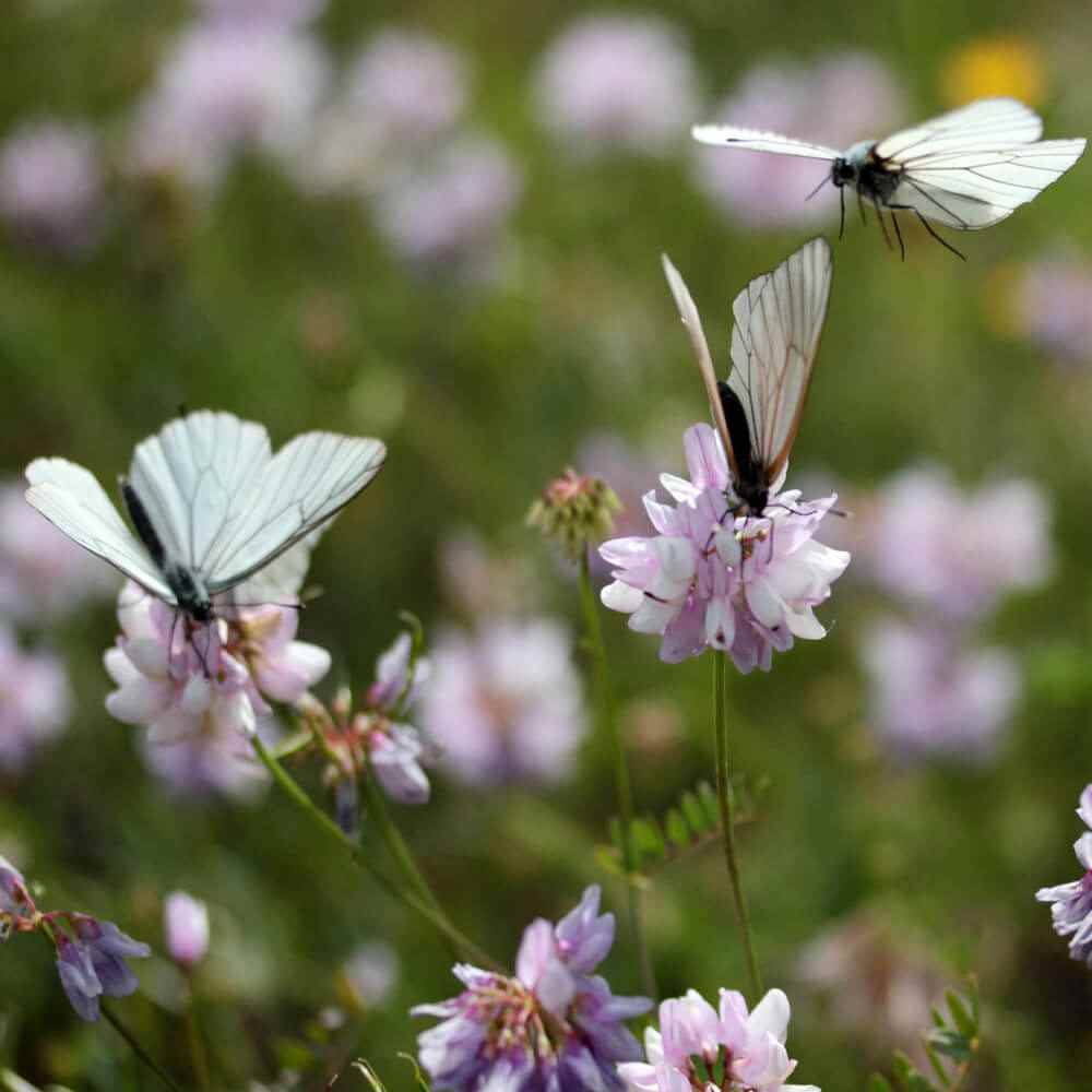 Drought Tolerant Crown Vetch Seeds For Erosion Control or Ground Cover Plant - 1 LB