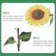 thumbnail image 4 of KAKOWELY 2Ud Señal De Estaca Girasol Acrílica Para De Jardín, 4 of 6