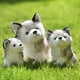thumbnail image 5 of Animal de peluche de husky siberiano realista - Regalo de peluche para niños oso de fresa Electrónica, 5 of 5