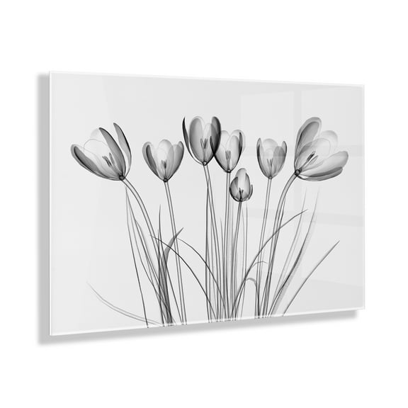 Crocus X Ray Floral Floating 31 in x 23 in Photography Art Prints, by Kate and Laurel