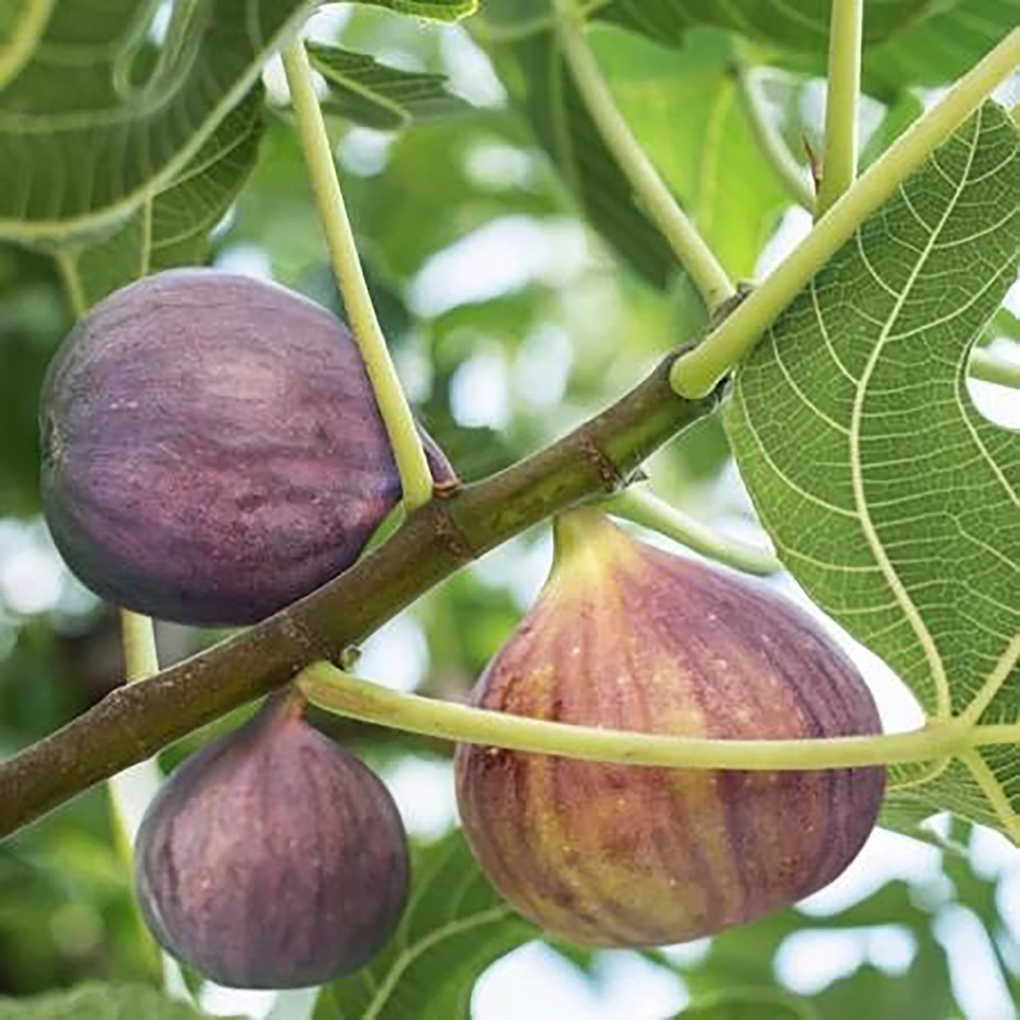 Expert Gardener Black Mission Fig Live Shrub in Grower Pot