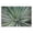 Radiating Striped Succulent Leaves, variant on Stupell Industries Centric Succulent Leaves Botanical & Floral Photography Black Floater Framed Canvas Art Print Wall Art, 25 x 17
