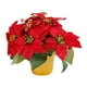 thumbnail image 2 of Planta de flor de pascua artificial, flor artificial decorativa de Navidad de flor de pascua roja en maceta, para decoración navideña de mesa,, 2 of 9