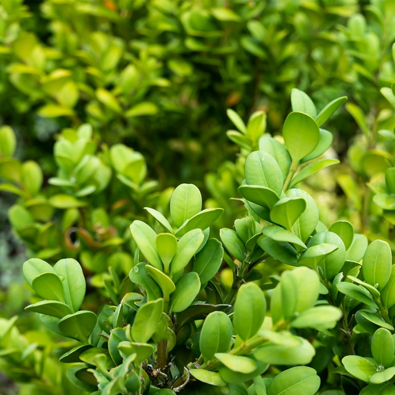 Altman Plants Japanese Boxwood Foundation/Hedge Shrub in 2.5-Quart