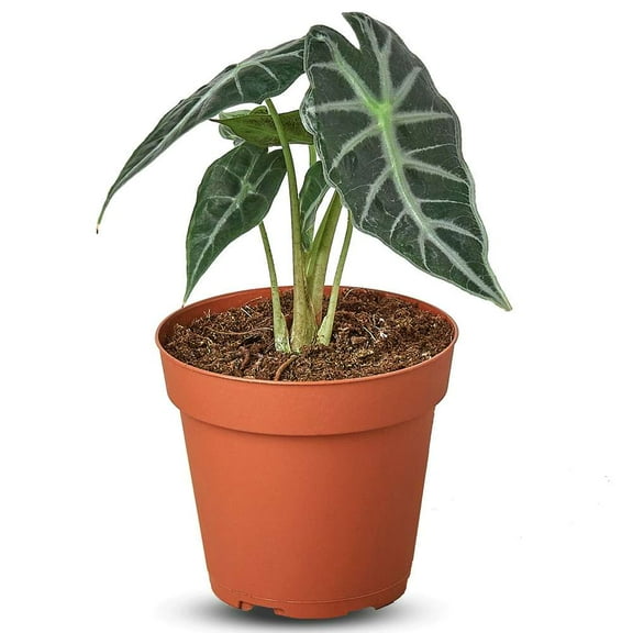 Alocasia Amazonica Bambino Live Plant for Indoor | Different Houseplants in 4'' & 6'' Pot | Real House Plant for Living Room, Office, Desk & Bathroom | Bambino | Alocasia Amazonica