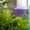 Purple, variant on Aquarium Floating Cave Feeder Ring 2-in-1 Breeding Shelter for Cichlid Tank,Black