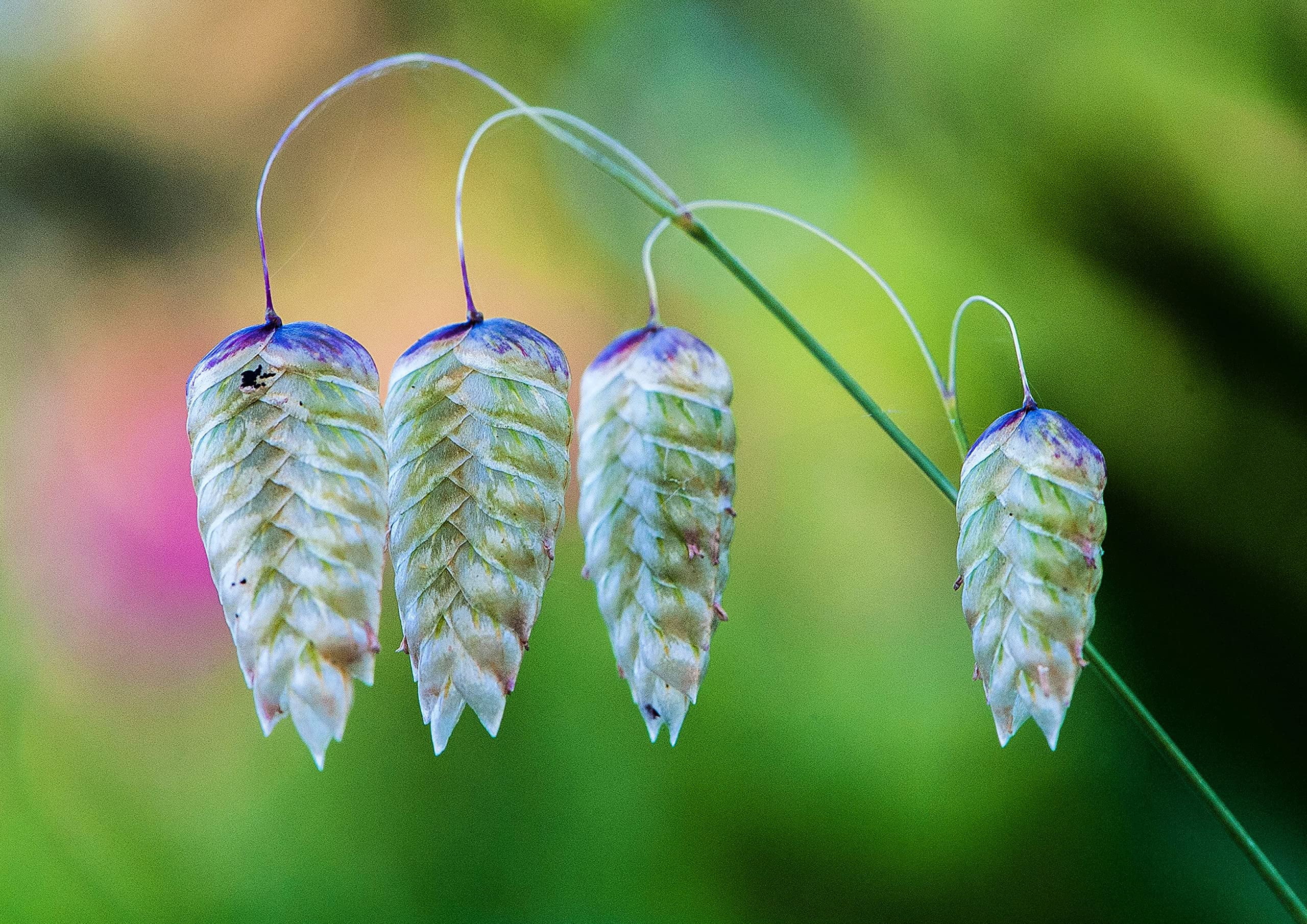 Rattlesnake Grass Seeds for Planting - Greater Quaking Grass (1,000 Seeds)