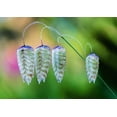 thumbnail image 2 of Rattlesnake Grass Seeds for Planting - Greater Quaking Grass (100 Seeds), 2 of 3
