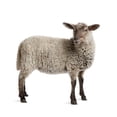 thumbnail image 2 of Lamb 5 Months Old Wall Decal by Wallmonkeys Peel and Stick Graphic (48 in W x 48 in H) WM251546, 2 of 4