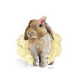 thumbnail image 3 of Loreth, Lanie 18x24 Black Modern Framed Museum Art Print Titled - Ballet Bunny II, 3 of 5