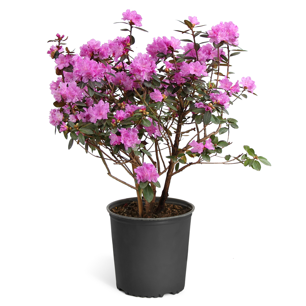 Lavender Rhododendron Shrub