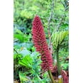 thumbnail image 2 of Giant Rhubarb Seeds for Planting (30 Seeds) - Gunnera tinctoria - Stunning Garden Giant, 2 of 3
