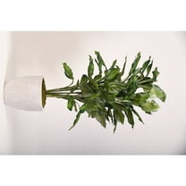 D & W Silks 56" Hosta Plant in Round White Planter