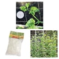 thumbnail image 1 of 3x Vegetal Vegetal 10m 32.8ft Plantas Enrejado Red De Escalada FrutasPlanta shamjiam Vines Climbin Trellis Netting, 1 of 8