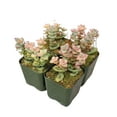 thumbnail image 5 of Crassula Tom Thumb (2"+ Plastic Pot) - Tiny, Lovely, Easy to Care Succulents - Live Healthy Succulents - Best Indoor Plant, 5 of 9