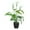 White, variant on Bonsai Calla Lily for Indoor Decoration Realistic and Natural