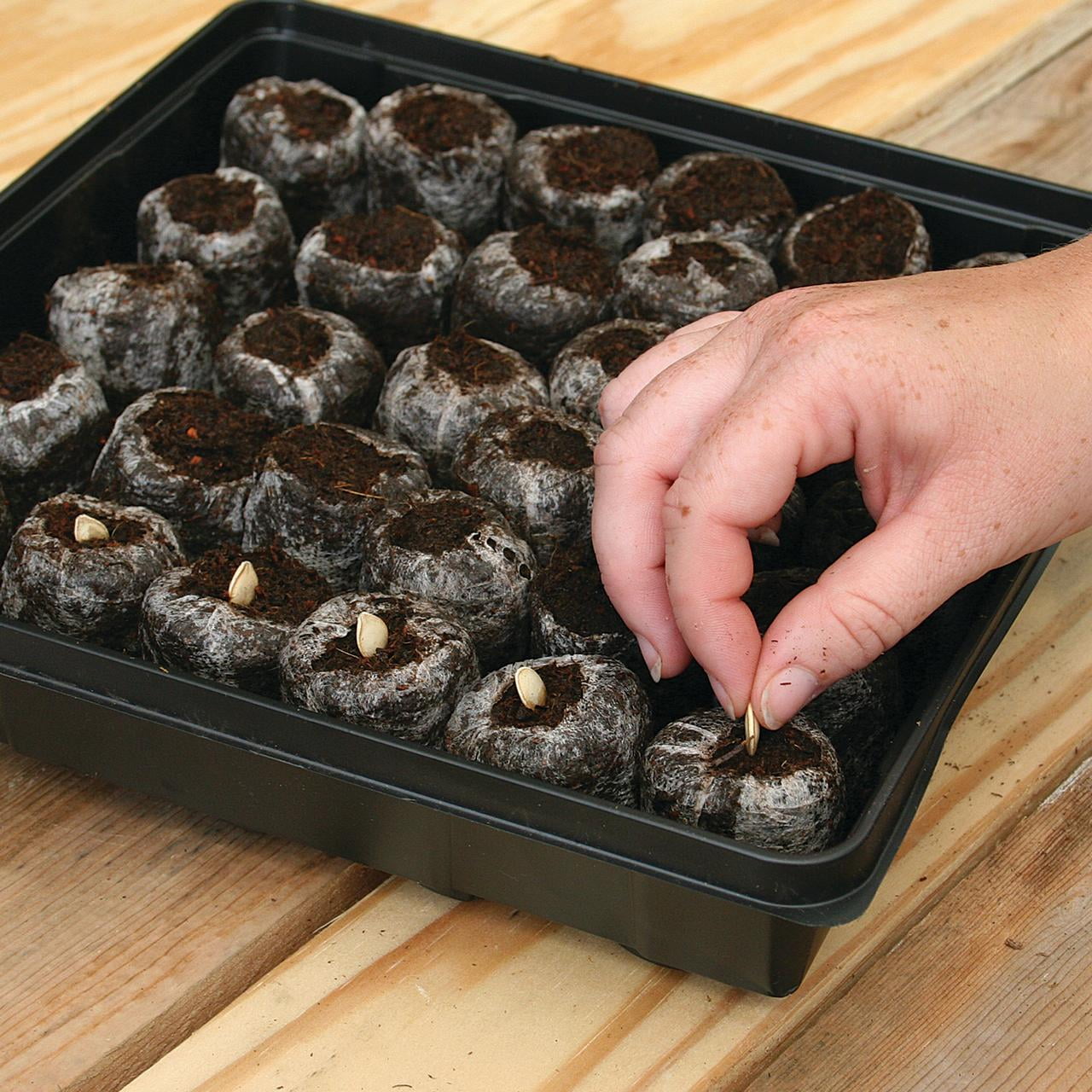 Jiffy 36 Celled Resuable Tomato Seed Starter Greenhouse Kit with 50mm Peat Pellets