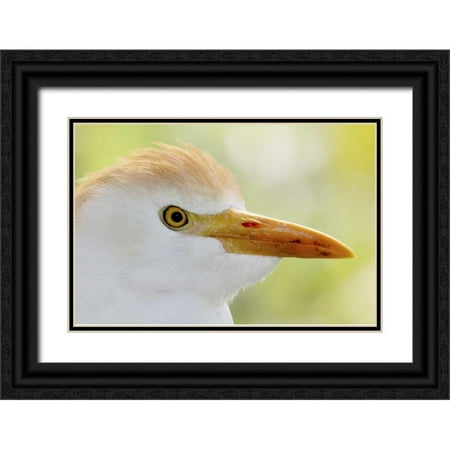 Morris, Arthur 32x23 Black Ornate Wood Framed with Double Matting Museum Art Print Titled - FL, Lake Kissimmee Portrait of cattle egret head