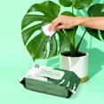 thumbnail image 2 of happimess Essential Oil Infused Plant Cleaning Wipes, Remove Dust, Dirt, Water Spots and Restore Natural Leaf Shine (4 Pack, 400 Count), 2 of 6
