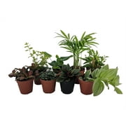 Terrarium & Fairy Garden Plants - 8 Plants in 2" pots