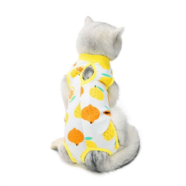 Chirurgie d'Été pour la Stérilisation des Chats après la Récupération pour Chats