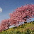 thumbnail image 6 of Brighter Blooms - Kwanzan Cherry Tree, 3-4 ft. - No Shipping to AK, AZ, CA, CO, HI, ID, OR, WA, 6 of 8