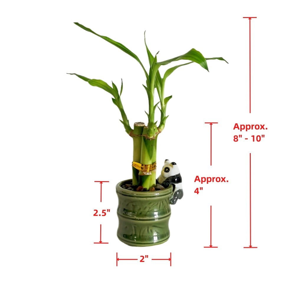 2-Pack Small Lucky Bamboo Live Indoor Plants with Ceramic Vase for Home & Office