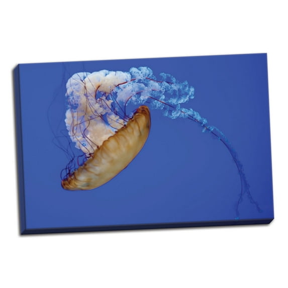 Gango Home Decor Jellyfish VIII by Erin Berzel (Ready to Hang); One 36x24in Hand-Stretched Canvas