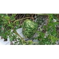 thumbnail image 3 of TomorrowSeeds - Small Apple Gourd Seeds - 50+ Count - For 2026 Planting Ornamental Gourds Green, 3 of 8