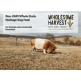 thumbnail image 4 of Wholesome Harvest Non-GMO Whole Grain Heritage Hog Feed 16% for All Classes of Swine and Pigs - 40 lb, 4 of 6