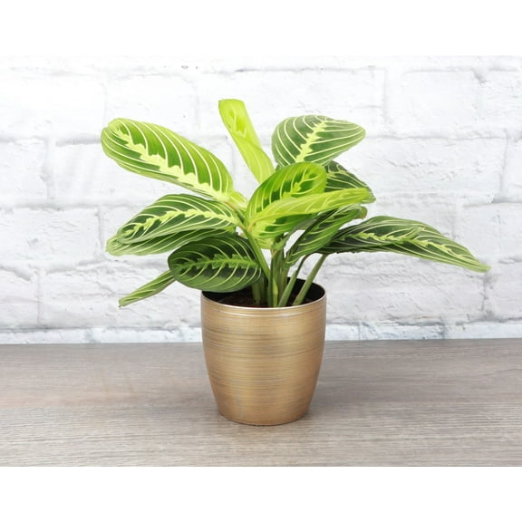 Live Lemon Lime Prayer Plant - 4" Decorative Holiday Pot