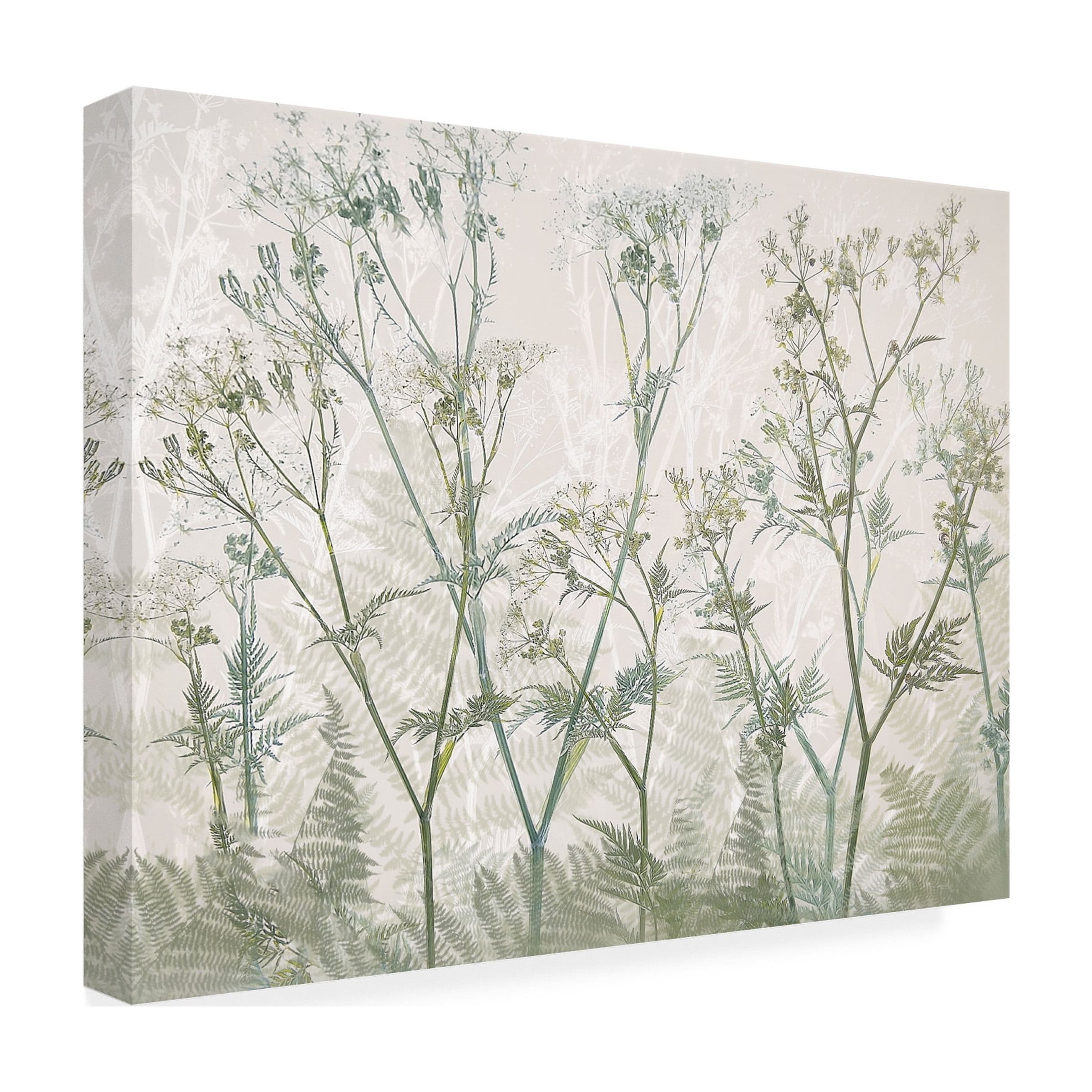 Trademark Fine Art Nel Talen  Cow parsley Canvas Wall Art