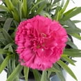 thumbnail image 3 of Better Homes and Gardens Outdoor Live Plant Dianthus Carnation Sunflor Allura Pink 1QT, Sun, 3 of 7