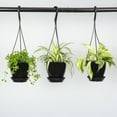 thumbnail image 4 of Live Marble Queen Pothos Plant - 4" Hanging Pot - Black, 4 of 6