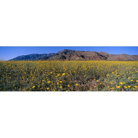 Yellow Canvas Footwear (Panoramic view of Desert Lillies and Desert gold yellow flowers in spring fields of Death Valley National Park California Canvas Art - Panoramic Images (27 x)
