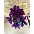 thumbnail image 2 of RedCrocus Persian Shield Strobilanthes dyerianus - Vibrant Evergreen Foliage for Garden & Indoor Decor  4" Pot (Pack of 5), 2 of 16