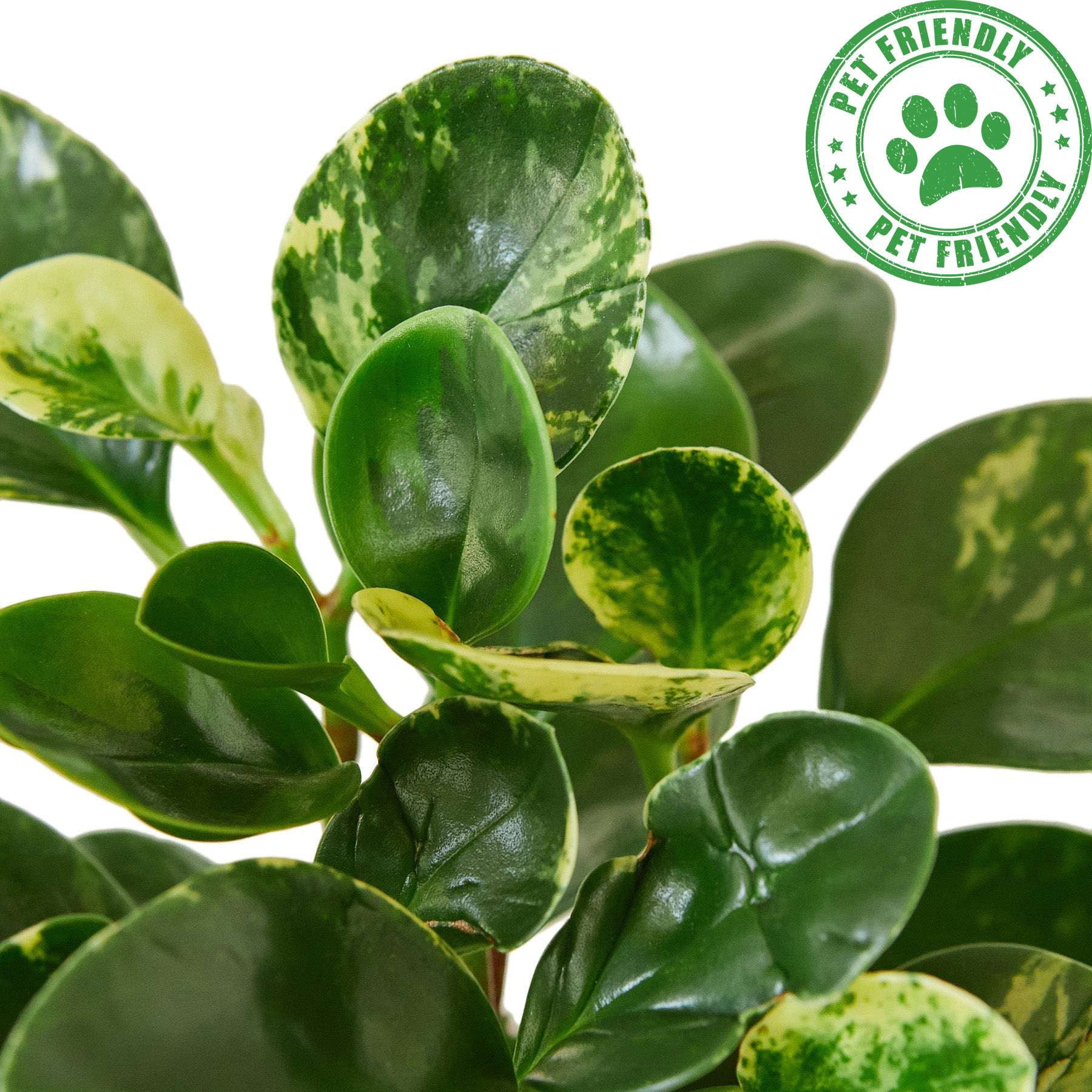 Peperomia Marble Live Plant for Indoor | Different Houseplants in 4'' & 6'' Pot | Real House Plant for Living Room, Office, Desk & Bathroom | Marble Peperomia | Radiator Plant