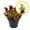 Purple Pitcher Plant, variant on Dionaea Muscipula 2-4" (Venus Fly Trap) 1ct – Live Plant for Indoor Outdoor Use, Carnivorous Plant – Live Arrival Guaranteed