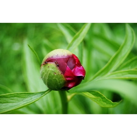Pretty Petals Scented Flower - Peel-n-Stick Poster of Spring Flower Nature Pretty Petals FloweringPoster 24x16 Adhesive Sticker Poster Print