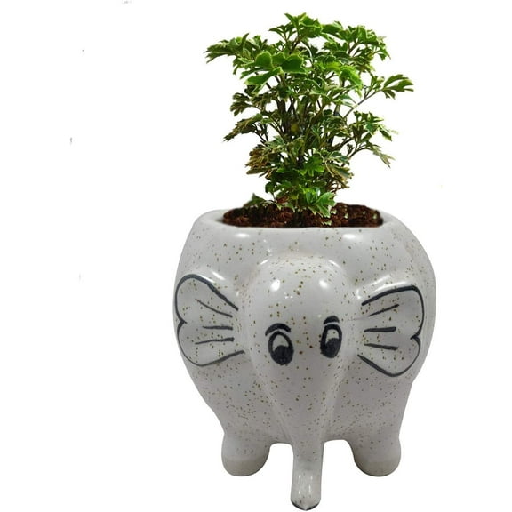 India Meets India Handicraft Ceramic Flower Pots Ceramic Planter Plant Pots Indoor Outdoor Planter, Best Gifting, Made by Awarded Indian Artisans