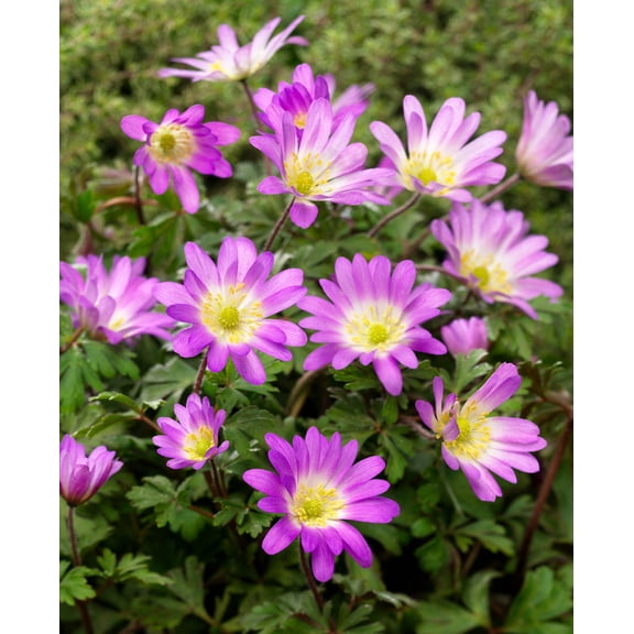 Charmer Anemone blanda - 25 bulbs