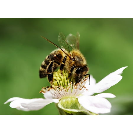 Canvas Print Pollination Bee Bloom Flower Blossom Honey Plant Stretched Canvas 10 x