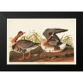 thumbnail image 2 of Audubon, John James 14x11 Black Modern Framed Museum Art Print Titled - Pl 286 White-fronted Goose, 2 of 5