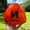 Orange, variant on ONEKEEPER Soccer Reflex  Reaction Ball for Kids  Junior