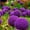 A, variant on Allium, Low Maintenance - Easy Grow - Ideal for Beds Borders, Plant Pots & Planters