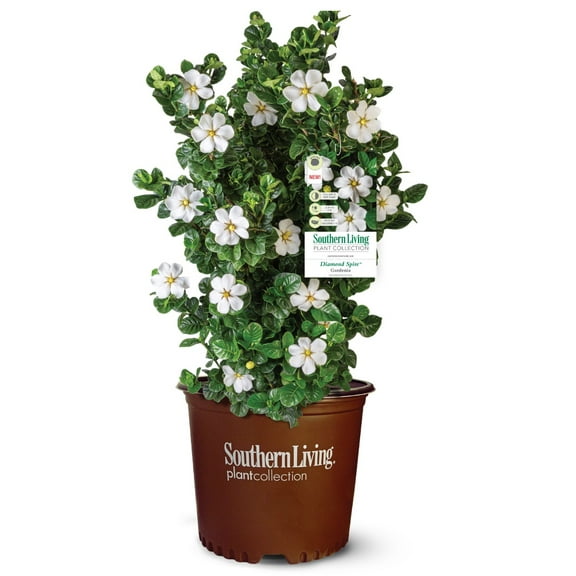 Southern Living Gardenia Diamond Spire Live Shrub in 2-Gallon Grower Pot